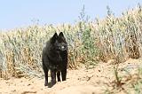 SCHIPPERKE 091